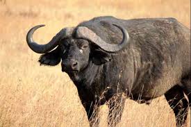 Buffalo