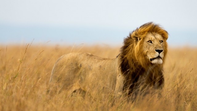 Lion