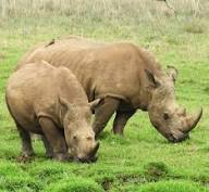 Rhino